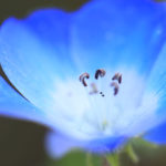 クローズアップ写真「ボケ効果美しい花光景」ネモフィラの近景