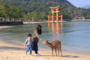 早春の「厳島神社」浜辺で鹿と遊ぶ