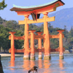 四季の風景「厳島神社」水面に映える大鳥居と鹿