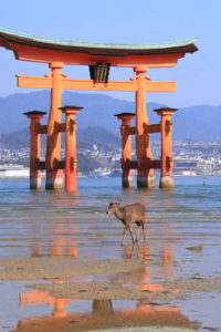 早春の「厳島神社」渚に映える大鳥居を横切る鹿