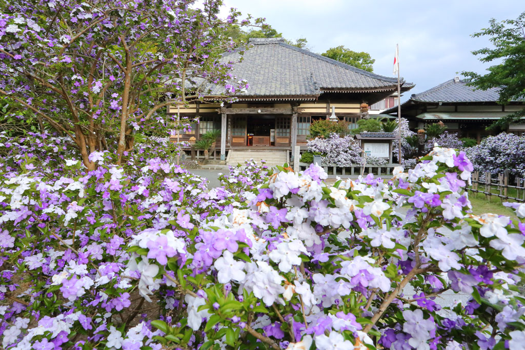 了仙寺のアメリカジャスミン