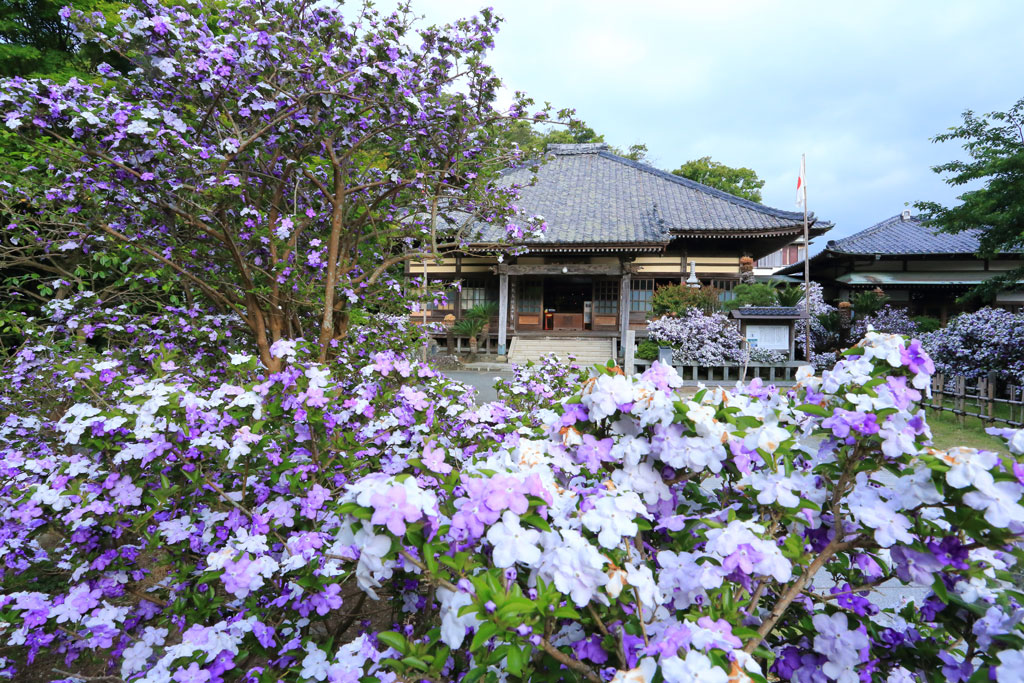 下田市「了仙寺」境内のアメリカジャスミンの群落