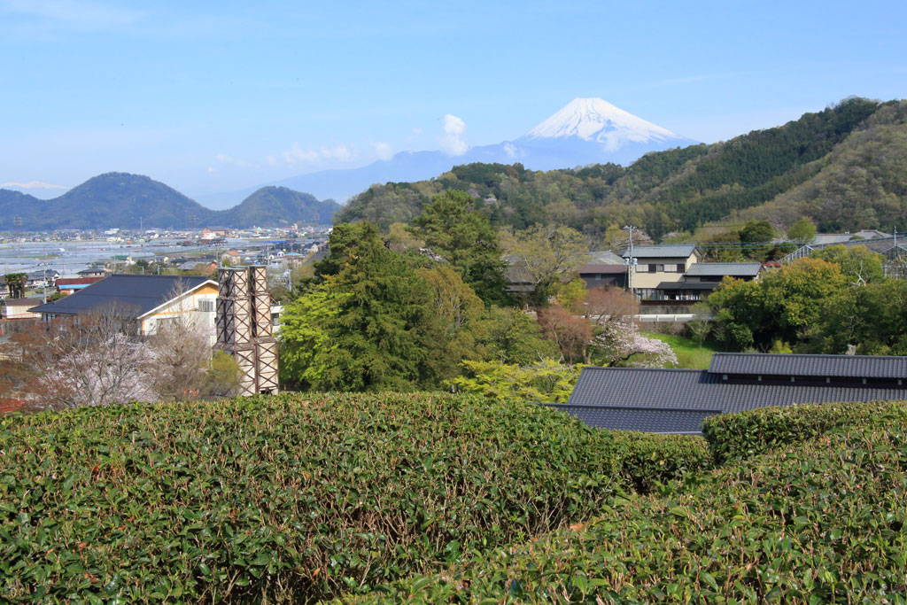 伊豆の国市「韮山反射炉」茶畑から韮山反射炉と富士を望む