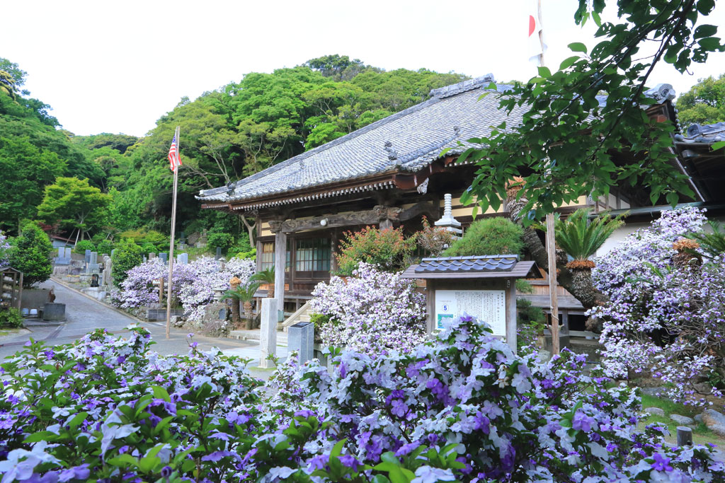 下田市「了仙寺」境内のアメリカジャスミン