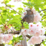 「四季の風景」桜の蜜を求めるヒヨドリ