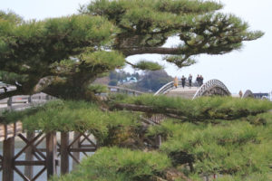 「錦帯橋」老松の風景と錦帯橋