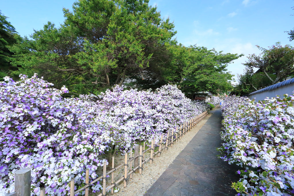 下田市「了仙寺」アメリカジャスミンの小道