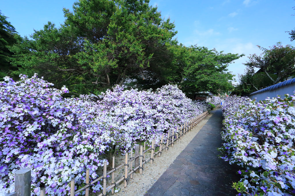 下田市「了仙寺」境外まで埋め尽くすアメリカジャスミン