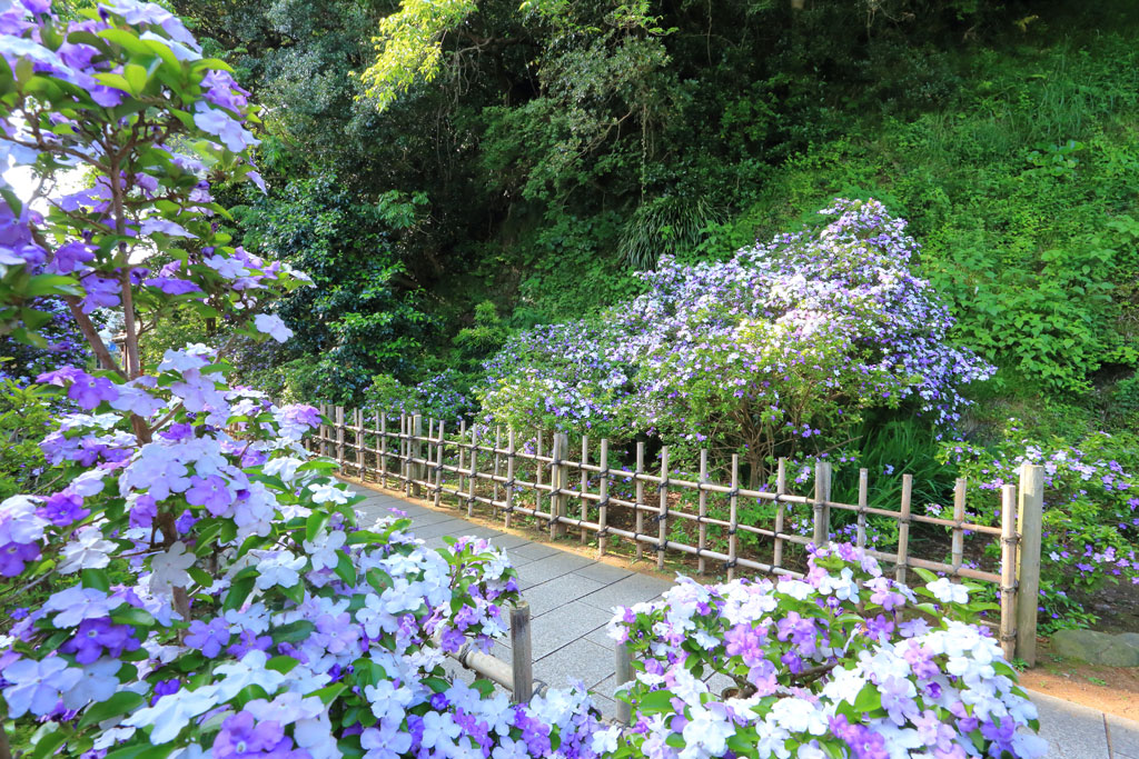 下田市「了仙寺」ペリーロードへの小道