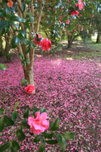 「昭和記念公園」サザンカの花風景