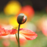 クローズアップ写真「ボケ効果美しい花光景」開く花蕾