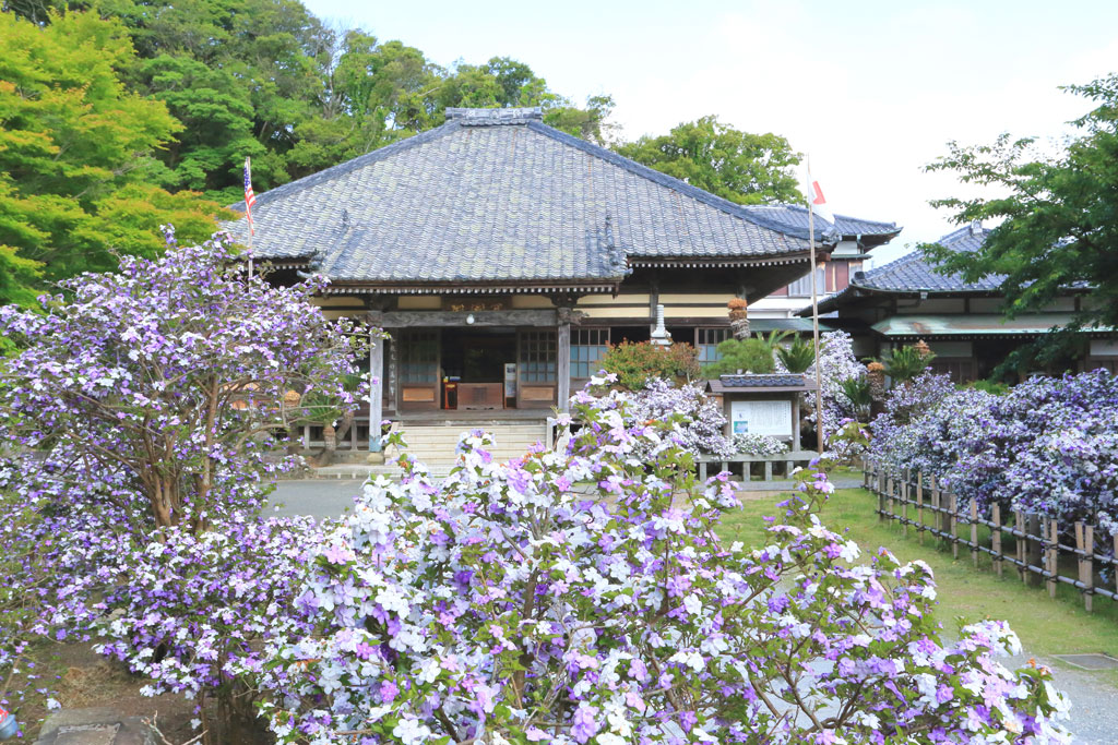 下田市「了仙寺」アメリカジャスミンに埋まる本堂