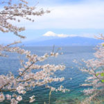 沼津市「大瀬」桜と富士山の風景