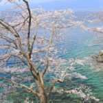 沼津市「大瀬」大瀬近郊の桜風景