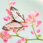 クローズアップ写真「蝶の世界」イシガキチョウ