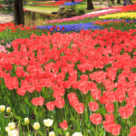 「昭和記念公園の春秋」チューリップの花風景