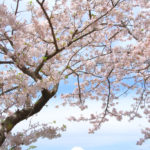 沼津市「大瀬」大瀬崎海岸の桜風景