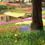 「昭和記念公園の春秋」チューリップの園