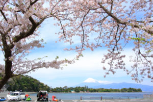 沼津市「大瀬」大瀬崎の桜と富士の光景