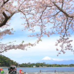 沼津市「大瀬」遠く富士を望む大瀬崎海岸の桜風景