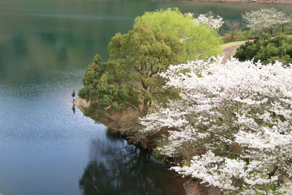伊東市「松川湖」桜風景と釣り人