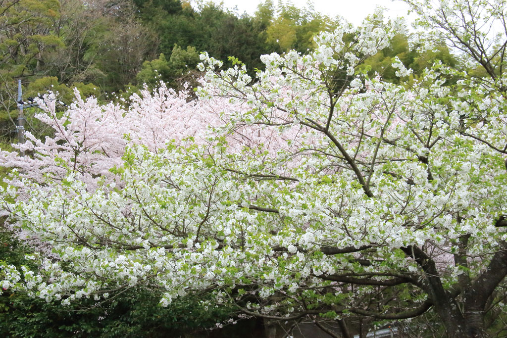 伊東市「松川湖」桜の大樹