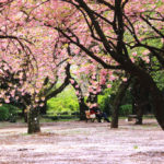 「春の新宿御苑」八重桜の花絨毯