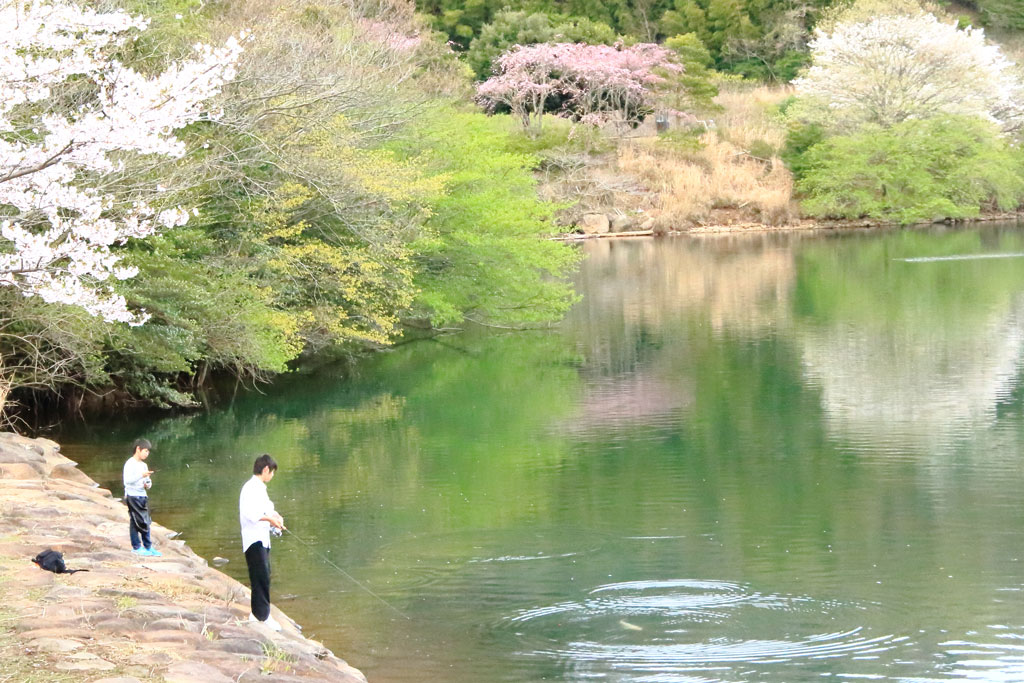伊東市「松川湖」桜が映える湖畔の釣り人