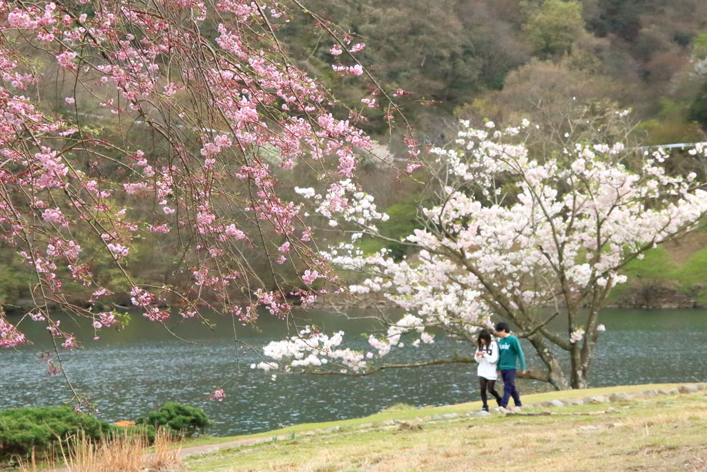 伊東市「松川湖」桜の湖畔を散策するカップル