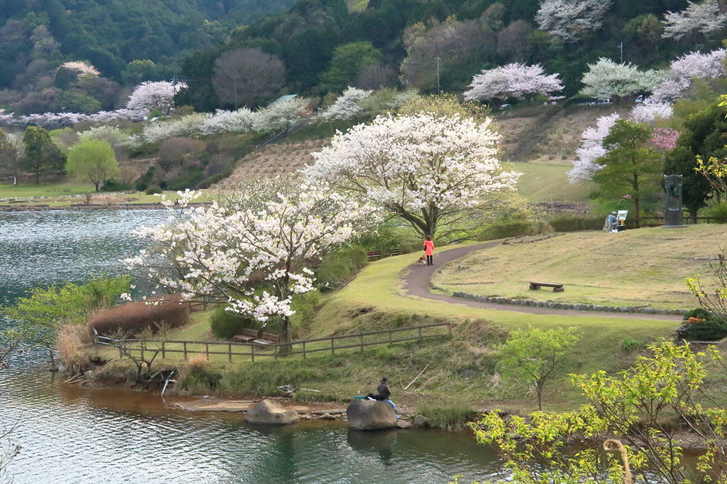 伊東市「松川湖」湖を囲む桜風景