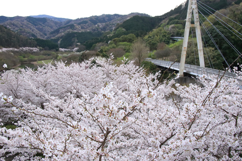 伊東市「松川湖」奥野エコーブリッジと桜