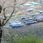 四季の風景「千鳥ヶ淵」花筏に浮かぶボート