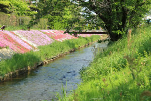 伊勢原市「渋田川の芝桜」緑の中の芝桜堤の風景