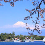 沼津市「大瀬まつり」桜と富士の中の祭り船