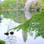 「春の新宿御苑」池に映える新緑