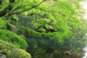 「新宿御苑」の緑モミジ