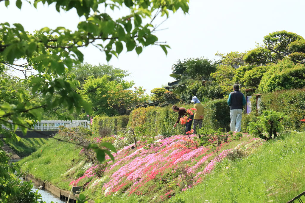 伊勢原市「渋田川の芝桜」芝桜堤の散策路