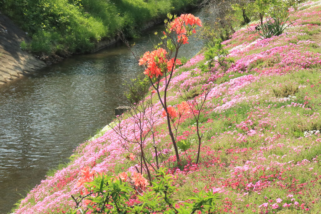 伊勢原市「渋田川の芝桜」芝桜に咲くツツジ