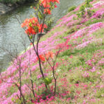 四季の風景「伊勢原市渋田川」堤の芝桜風景