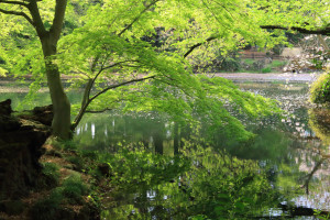 「新宿御苑」の緑モミジ