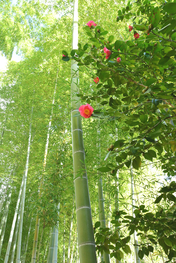 修善寺「竹林の小径」椿が映える小径