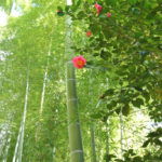 「修善寺」竹林に咲く椿