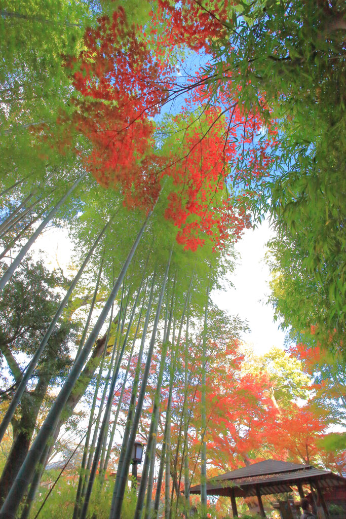 修善寺「竹林の小径」紅葉とのコラボ光景
