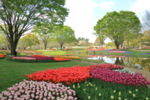 昭和記念公園「チューリップ園」代表的なチューリップ園の光景