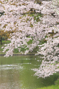 神奈川「三ッ池公園」桜散る池に群れる野鳥