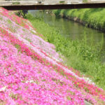 四季の風景「伊勢原市渋田川」堤の芝桜風景