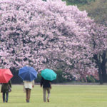 「春の新宿御苑」三色傘と桜風景