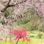 四季の風景「神奈川県三ツ池公園」桜の大樹に佇む女性