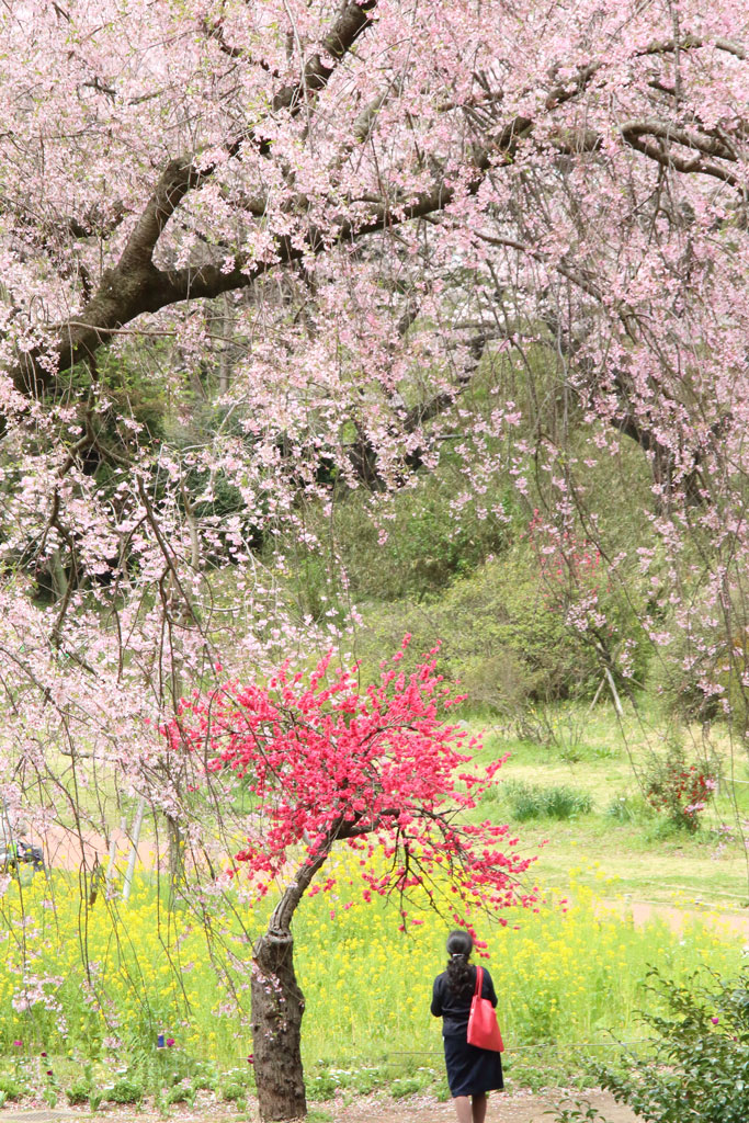 神奈川「三ッ池公園」桜大樹の下の乙女