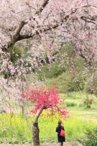 神奈川「三ッ池公園」桜大樹の下の乙女